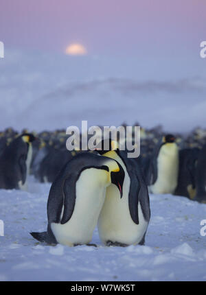 Unerfahrene Kaiserpinguine (Aptenodytes forsteri) Paar gehen durch Umwerbung Bewegungen, Antarktis, Mai. Stockfoto