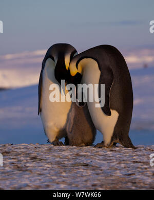 Kaiserpinguine (Aptenodytes forsteri) Paar mit Küken, Antarktis, Oktober. Stockfoto