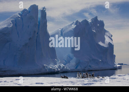 Kaiserpinguine (Aptenodytes forsteri) Küken an der Eiskante, Antarktis, Dezember. Stockfoto