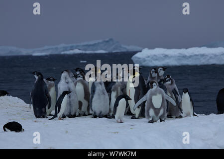 Kaiserpinguine (Aptenodytes forsteri) Küken und erwachsene zusammen mit Adelie Pinguine (Pygoscelis adeliae) auf Eis, Antarktis, Dezember. Stockfoto
