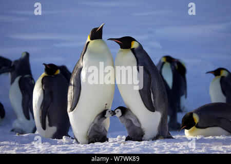 Zwei Kaiserpinguine (Aptenodytes forsteri) mit Küken Interaktion, Antarktis, August. Stockfoto