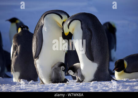 Zwei Kaiserpinguine (Aptenodytes forsteri) mit Küken in Brut Beutel, auf der Suche nach Ihnen, Antarktis, August. Stockfoto