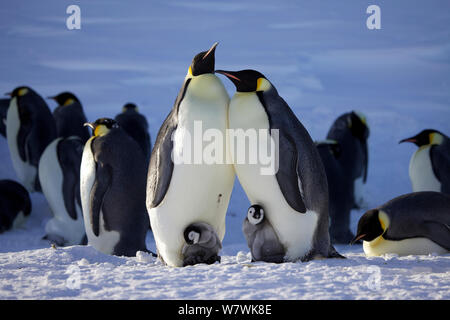 Zwei Kaiserpinguine (Aptenodytes forsteri) Interaktion, sowohl mit Küken, Antarktis, August. Stockfoto