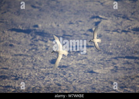 Zwei Schnee Sturmvögel (Pagodroma Nivea) im Flug, Antarktis, November. Stockfoto