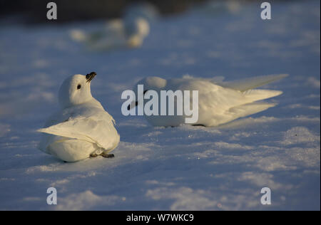 Zwei Schnee Sturmvögel (Pagodroma Nivea) ruht auf Schnee, Antarktis, Januar. Stockfoto