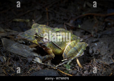 Salomonen Wimpern Frosch (Ceratobatrachus guentheri) Portrait, Solomon Inseln. Stockfoto