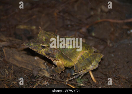 Salomonen Wimpern Frosch (Ceratobatrachus guentheri) auf dem Boden, auf den Salomonen. Stockfoto