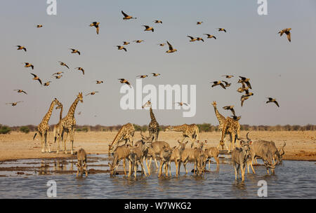 Kudu (Tragelaphus strepsiceros) Herde trinken mit Giraffen (Giraffa Camelopardalis) und Namaqua Sandgrouse (Pterocles namaqua) und Burchell&#39;s Sandgrouse (Pterocles burchelli) Etosha National Park, Namibia. Stockfoto