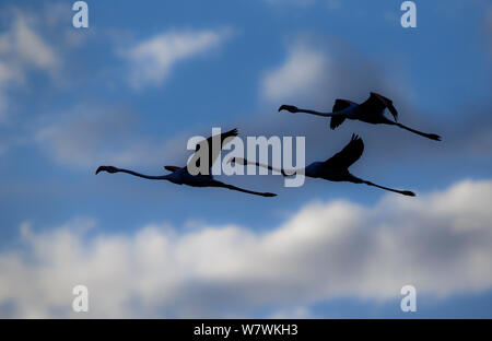 Mehr Flamingo (Phoenicopterus Roseus) Drei im Flug silhouetted, Kapstadt, Südafrika. Stockfoto