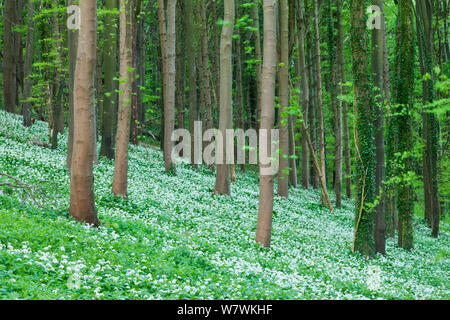 Blühende Bärlauch (Allium ursinum) in einem Buche (Fagus sylvatica) Woodland, winterborne Abbas, Dorset, England, UK, Mai. Stockfoto