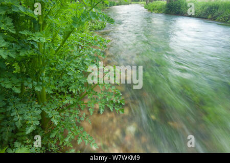 Versenkt das Unkraut in den Fluss, in der Nähe von Longstock, Hampshire, England, UK, Mai. Stockfoto