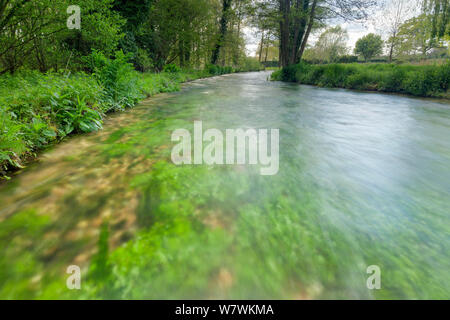 Versenkt das Unkraut in den Fluss, in der Nähe von Longstock, Hampshire, England, UK, Mai. Stockfoto