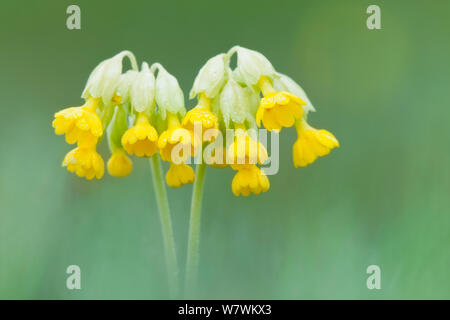 Schlüsselblume (Primula Veris) in Blume, hardington Moor NNR, Somerset, England, UK, April. Stockfoto