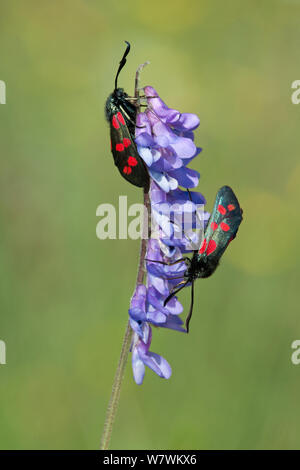 Zwei Six-spot Burnet Motten (Zygaena Filipendulae) ruht auf einem vogelwicke (Vicia cracca) Blüte, Powerstock gemeinsame Dorset Wildlife Trust finden, Dorset, England, UK, Juni. Stockfoto