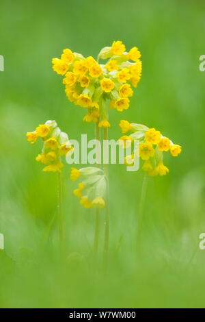 Schlüsselblume (Primula Veris) in Blume, hardington Moor NNR, Somerset, England, UK, Mai. Stockfoto