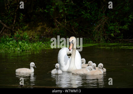 Höckerschwan (Cygnus olor) weibliche Schwimmen mit Cygnets weniger als eine Woche alt, Offendorf Forest Reserve, Rhein, Elsass, Frankreich, Mai. Stockfoto