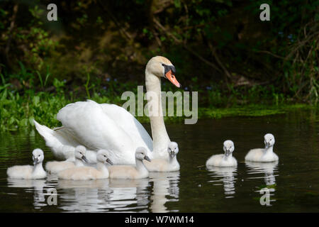 Höckerschwan (Cygnus olor) weibliche Schwimmen mit Cygnets weniger als eine Woche alt, Offendorf Forest Reserve, Rhein, Elsass, Frankreich, Mai. Stockfoto