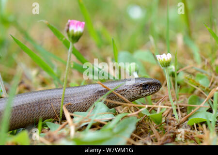 Langsam Wurm im Gras (Anguis fragilis), Elsass, Frankreich, Mai. Stockfoto