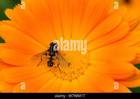 Männliche Hoverfly (Helophilus pendulus) auf Garten Ringelblume (Calendula officinalis), Elsass, Frankreich, Mai. Stockfoto