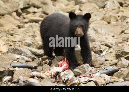 Black Bear (Ursus americanus) spring cub Essen chum/hund Lachs (Oncorhynchus keta), Kake Dorf, Kuprenof Island, Alaska, USA. August. Stockfoto