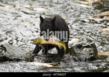 Black Bear (Ursus americanus) Leistungsbeschreibung mit gefangen Chum/hund Lachs (Oncorhynchus keta), Kake Dorf, Kuprenof Island, Alaska, USA. August. Stockfoto