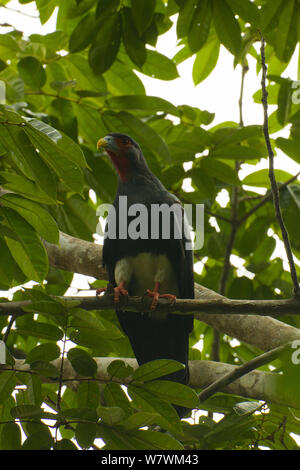 Red-throated Karakara (Ibycter americanus) an der Tiputini Biodiversity Station, Orellana Provinz, Ecuador Stockfoto