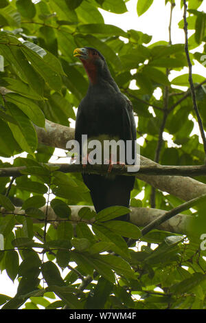 Red-throated Karakara (Ibycter americanus) an der Tiputini Biodiversity Station, Orellana Provinz, Ecuador Stockfoto