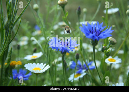 Honigbiene (Apis mellifera), die sich nach der Bestäubung Kornblumen (Centaurea cyanea) in &#39; Biene Welt&#39;. Surrey, England, Großbritannien, Juli 2014. Biene Welten ist eine Initiative der Freunde der Erde. Stockfoto