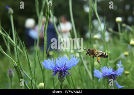 Honigbiene (Apis melifera), die nach der Bestäubung Kornblumen (Centaurea cyanea) in &#39; Biene Welt&#39;, mit Menschen im Hintergrund, Surrey, England, Großbritannien, Juli 2014. Biene Welten ist eine Initiative der Freunde der Erde. Stockfoto