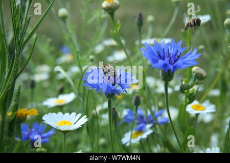 Honigbiene (Apis melifera) unter Ausschalten nach bestäubung Kornblumen (Centaurea cyanea) in &#39; Biene Welt&#39;. Surrey, England, Großbritannien, Juli 2014. Biene Welten ist eine Initiative der Freunde der Erde. Stockfoto