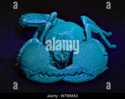 Kaiser-Skorpion (Pandinus Imperator) leuchtenden blau unter UV-Licht, gefangen Stockfoto