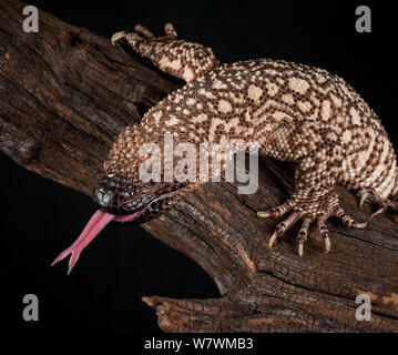 Mexican Beaded Lizard (Heloderma horridum) Sensing mit Zunge, Captive, beheimatet in Mexiko und Guatemala. Stockfoto