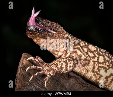 Mexican Beaded Lizard (Heloderma horridum) Sensing mit Zunge, Captive, beheimatet in Mexiko und Guatemala. Stockfoto