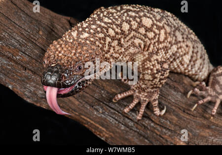 Mexican Beaded Lizard (Heloderma horridum) Sensing mit Zunge, Captive, beheimatet in Mexiko und Guatemala. Stockfoto