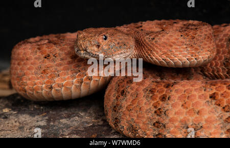 Gefleckte Klapperschlange (Crotalus mitchellii pyrrhus) San Diego County, Captive Stockfoto