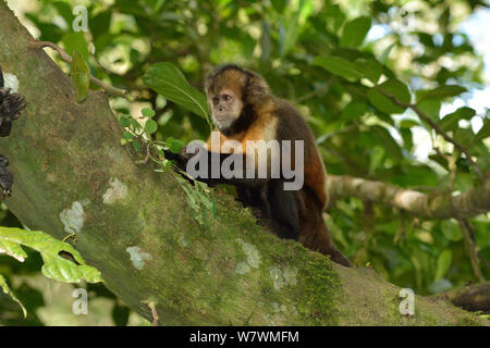 Yellow-breasted capuchin Affen oder Buff-vorangegangen Kapuziner Affen (Sapajus xanthosternos) montane Atlantischen Regenwaldes, Serra Bonita Private natürliche Erbe Reserve (RPPN Serra Bonita), Camacan, südlichen Bahia State, Ost Brasilien. Endemisch, akut gefährdet. Stockfoto
