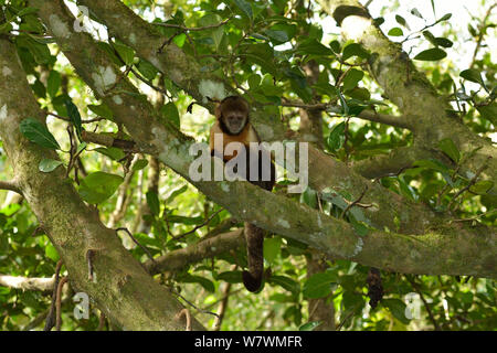 Yellow-breasted capuchin Affen oder Buff-vorangegangen Kapuziner Affen (Sapajus xanthosternos) montane Atlantischen Regenwaldes, Serra Bonita Private natürliche Erbe Reserve (RPPN Serra Bonita), Camacan, südlichen Bahia State, Ost Brasilien. Stockfoto