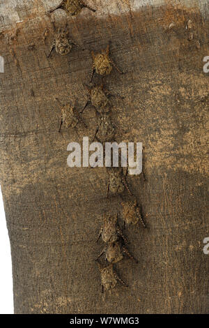 Spitzzange Fledermäuse (Rhynchonycteris naso) ruht auf Baum, Tres Irmaos Fluss, Pantanal, Mato Grosso, Mato Grosso, Westen Brasiliens. Stockfoto