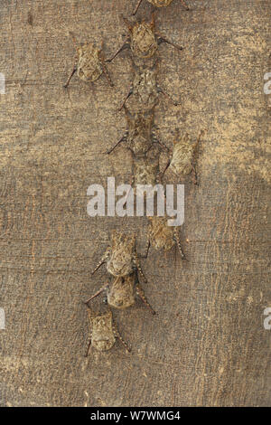 Spitzzange Fledermäuse (Rhynchonycteris naso) ruht auf einem Baum, Tres Irmaos Fluss, Pantanal, Mato Grosso, Mato Grosso, Westen Brasiliens. Stockfoto