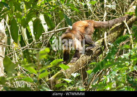 Yellow-breasted capuchin Affen oder Buff-vorangegangen Kapuziner Affen (Sapajus xanthosternos) Osten Brasiliens. Kritisch gefährdete Arten, endemisch. Stockfoto