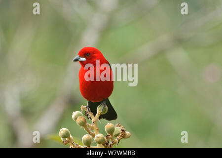 Männliche brasilianischen Tanager (Ramphocelus bresilius) Atlantischen Regenwald, Serrinha tun Alambari Umweltschutz, Ipanema, Rio de Janeiro, Südosten, Brasilien. Stockfoto