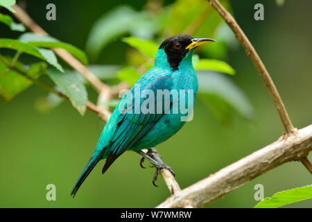 Grün (Honeycreeper Chlorophanes spiza) thront, Serra Bonita Private natürliche Erbe Reserve (RPPN Serra Bonita) Camacan, südlichen Bahia State, Ost Brasilien. Stockfoto