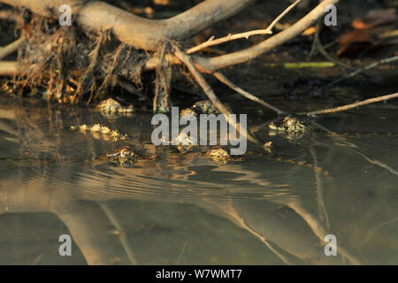 Baby Brillenbär Kaimane (Caiman crocodilus) versteckt in Wurzeln von Bäumen, piquiri Fluss, Pantanal von Mato Grosso, Mato Grosso, Westen Brasiliens. Stockfoto