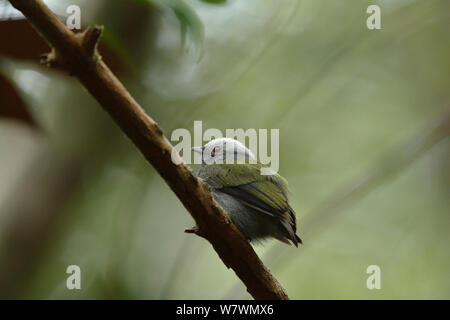 Weiß - gekrönte Manakin (Dixiphia pipra) thront, Lowland südlichen Bahia Atlantischen Regenwald, bei Estacao Veracel Private Nature Heritage Reserve, Gemeinde Santa Cruz de Cabralia, Bahia, Osten Brasiliens. Stockfoto