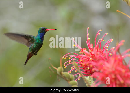 Glitzernde-bellied Emerald (Chlorostilbon Lucidus) im Flug zu Grevillea banksii Blumen (Ureinwohner Australiens), Tiefland im Südlichen Bahia Atlantischen Regenwald, bei Estacao Veracel Private Nature Heritage Reserve, Gemeinde Santa Cruz de Cabralia, Bahia, Osten Brasiliens. Gefährdete Arten. Stockfoto