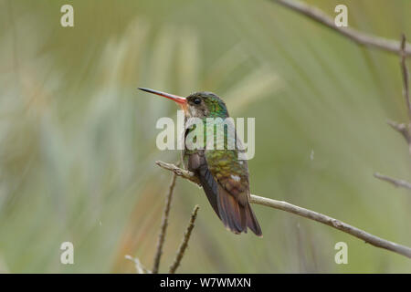 Weiß, dass Saphir (Hylocharis cyanus) Weiblich, Lowland südlichen Bahia Atlantischen Regenwald, Estacao Veracel Private Nature Heritage Reserve, Gemeinde Santa Cruz de Cabralia, Bahia, Osten Brasiliens. Stockfoto