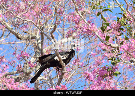 Blau throated Piping guan (Pipile pipile) in Blüte rosa Ipe (Tabebuia ipe/Handroanthus impetiginosus) Pantanal, Mato Grosso, westlichen Brasilien thront. Kritisch gefährdeten Arten. Stockfoto