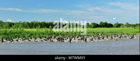 Neotropis Kormorane (Phalacrocorax brasilianus), die am Ufer des Flusses Japura, Alvaraes, Amazonas, Brasilien. Stockfoto