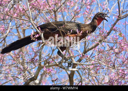 Guan (Penelope sp.) Blüte rosa Ipe (Tabebuia ipe/Handroanthus impetiginosus) Pantanal, Mato Grosso, Westen Brasiliens. Stockfoto