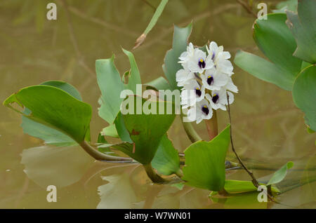 Wasserhyazinthe (Eichhornia azurea) Pantanal, Mato Grosso, Westen Brasiliens. Stockfoto